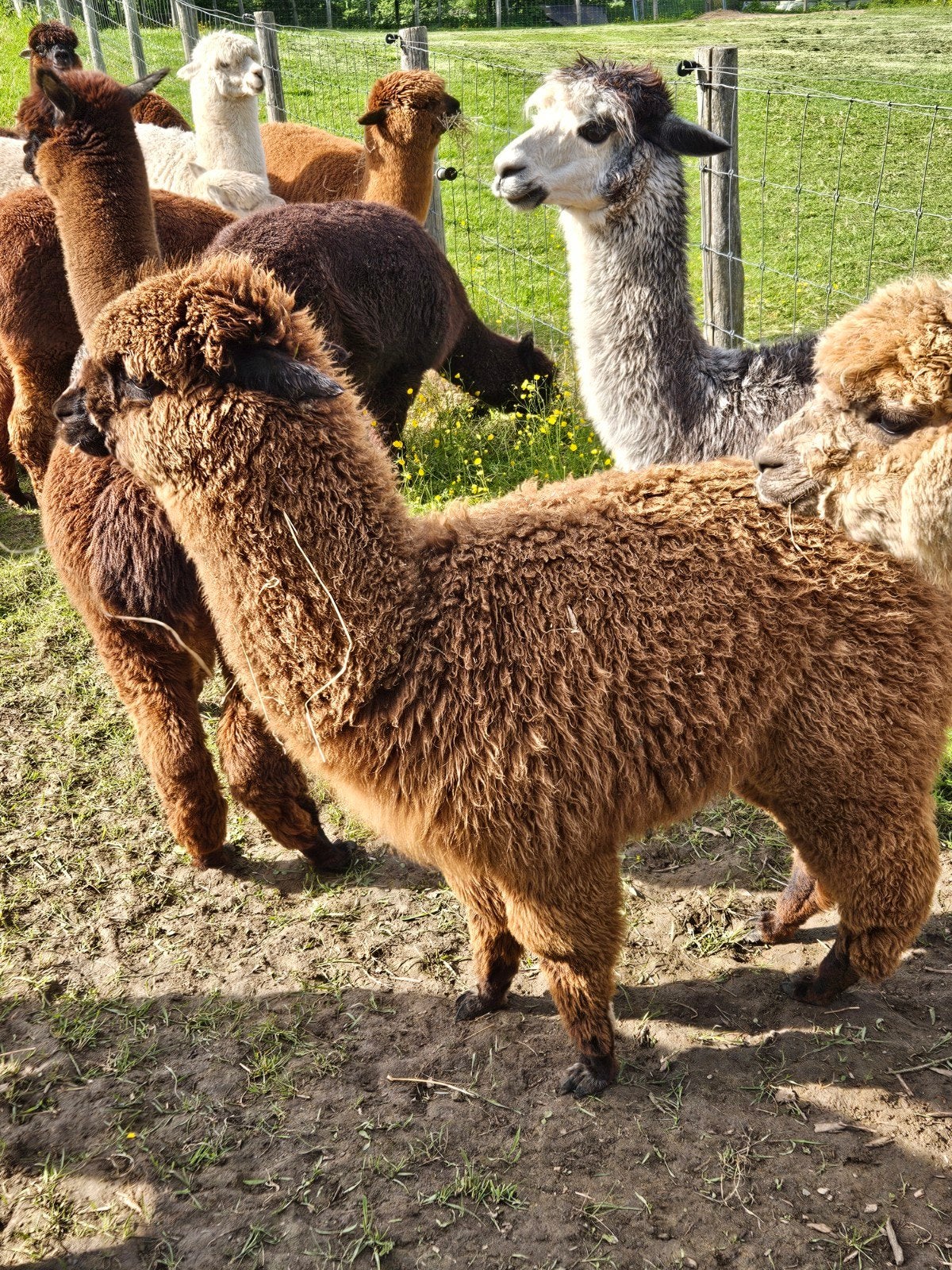Bruin alpacahengstje 1 jaar, Dieren en Toebehoren, Juni, Mannelijk