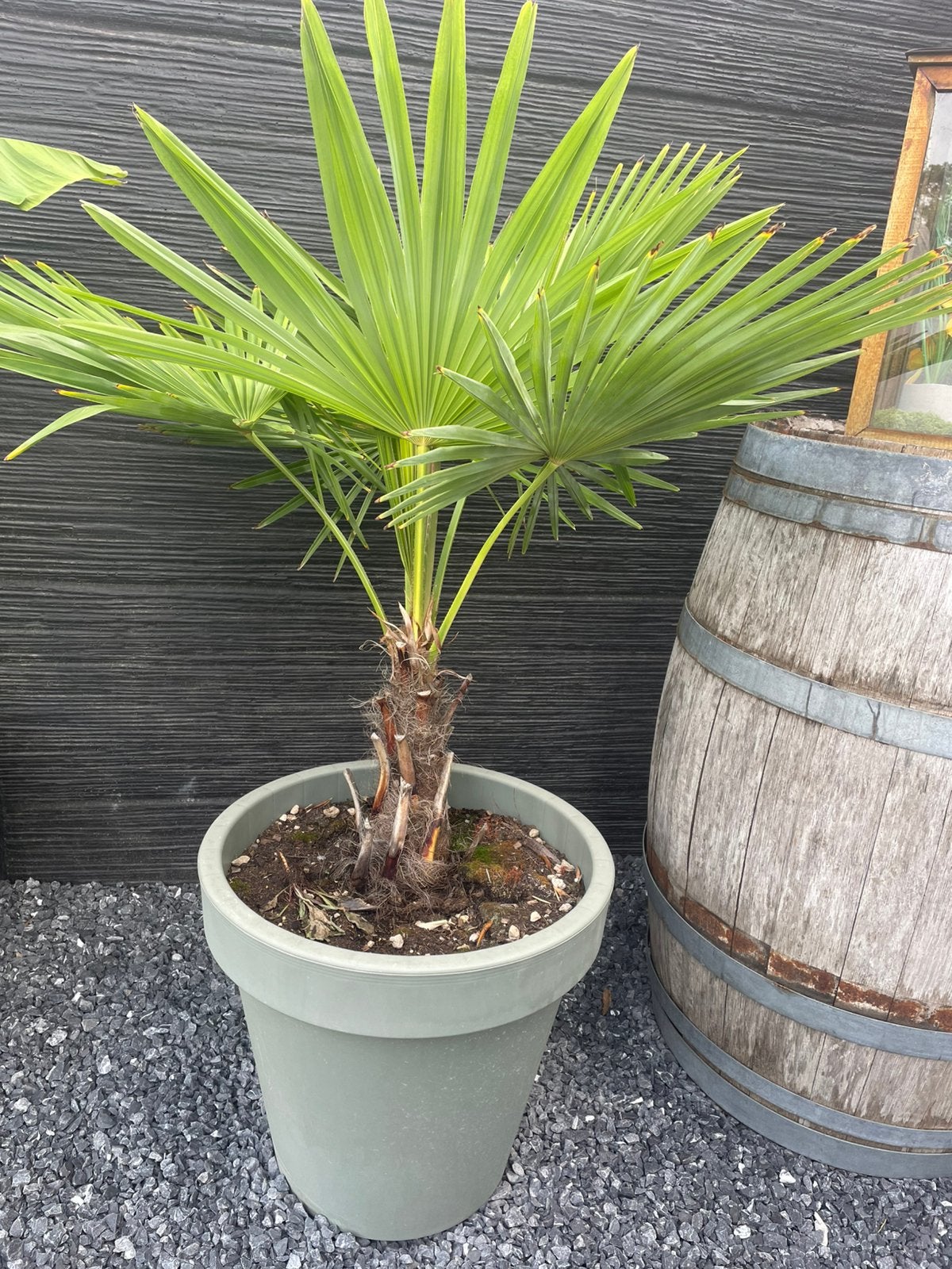 Palmboom, Ophalen