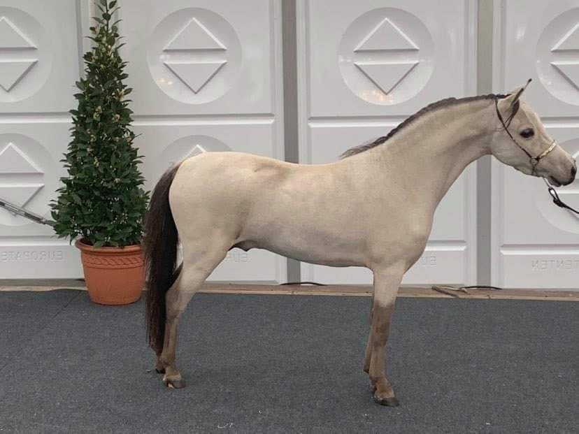 Paard en pony’s, Meerdere dieren, Niet van toepassing