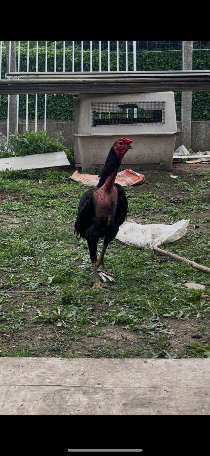 Zuiver ganoi shamo