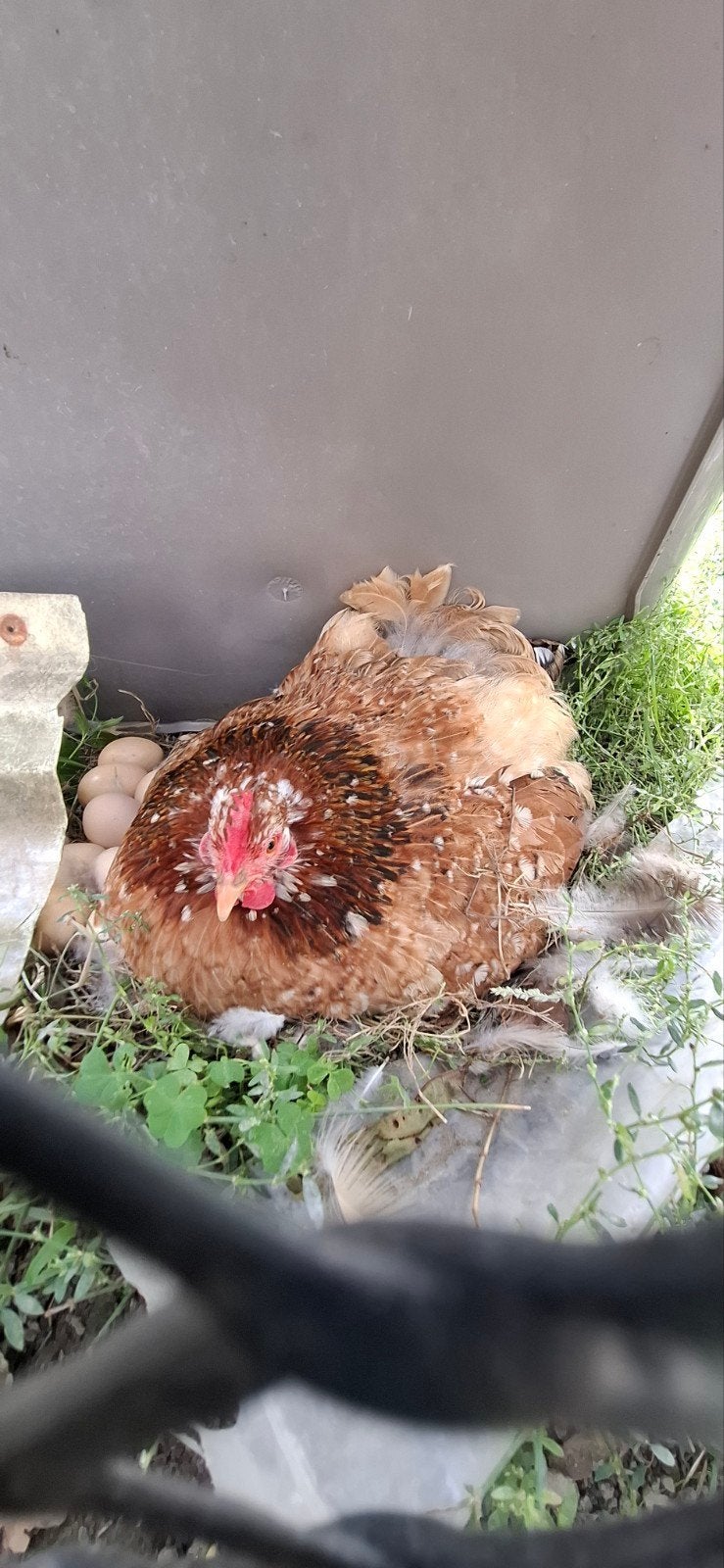 brahma's, Dieren en Toebehoren, Meerdere dieren, Kip