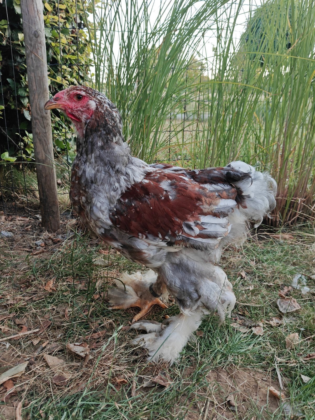 Brahma blauwporselein haan, Dieren en Toebehoren, Pluimvee