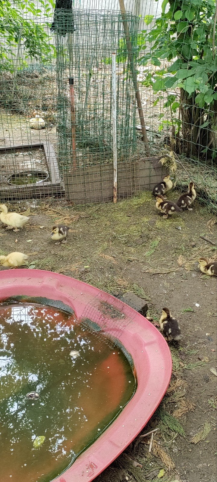 Barberie eendjes, Dieren en Toebehoren, Geslacht onbekend