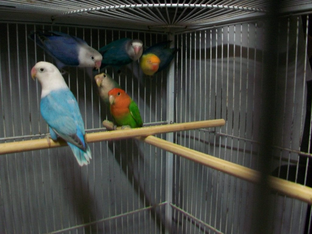 3 koppel Agapornissen - fischeri, Plusieurs animaux, Perroquet nain ou Inséparable