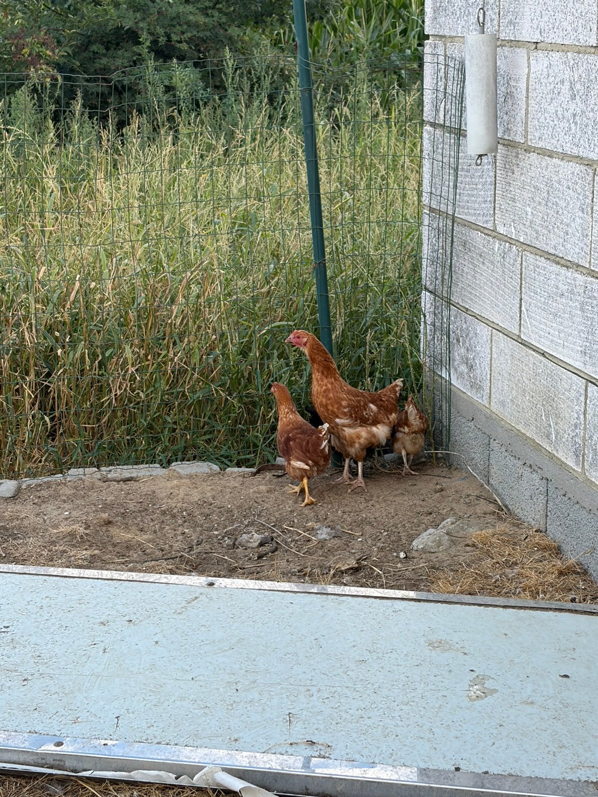 Jonge legkippen, Femelle, Poule ou poulet