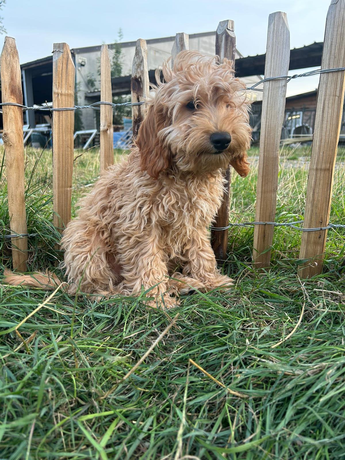 Mooi mini Labradoodle!, 15 semaines à 1 an, Chien (mâle), Maladie de Carré (chiens), Belgique