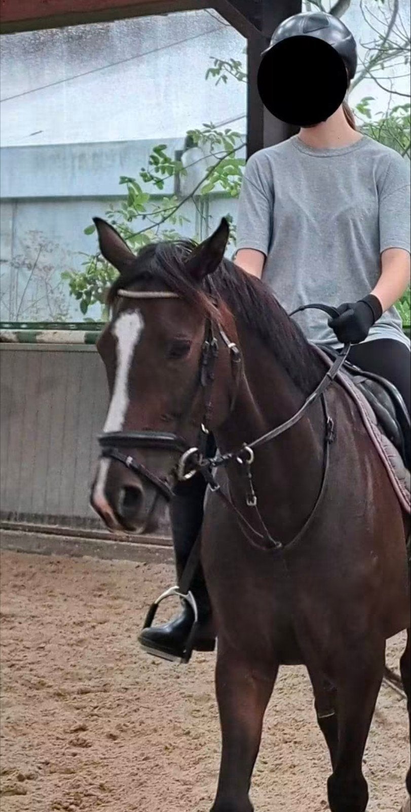 Halve stal/bijrijder/verzorg pony of paard GEZOCHT, Dieren en Toebehoren, Pony's