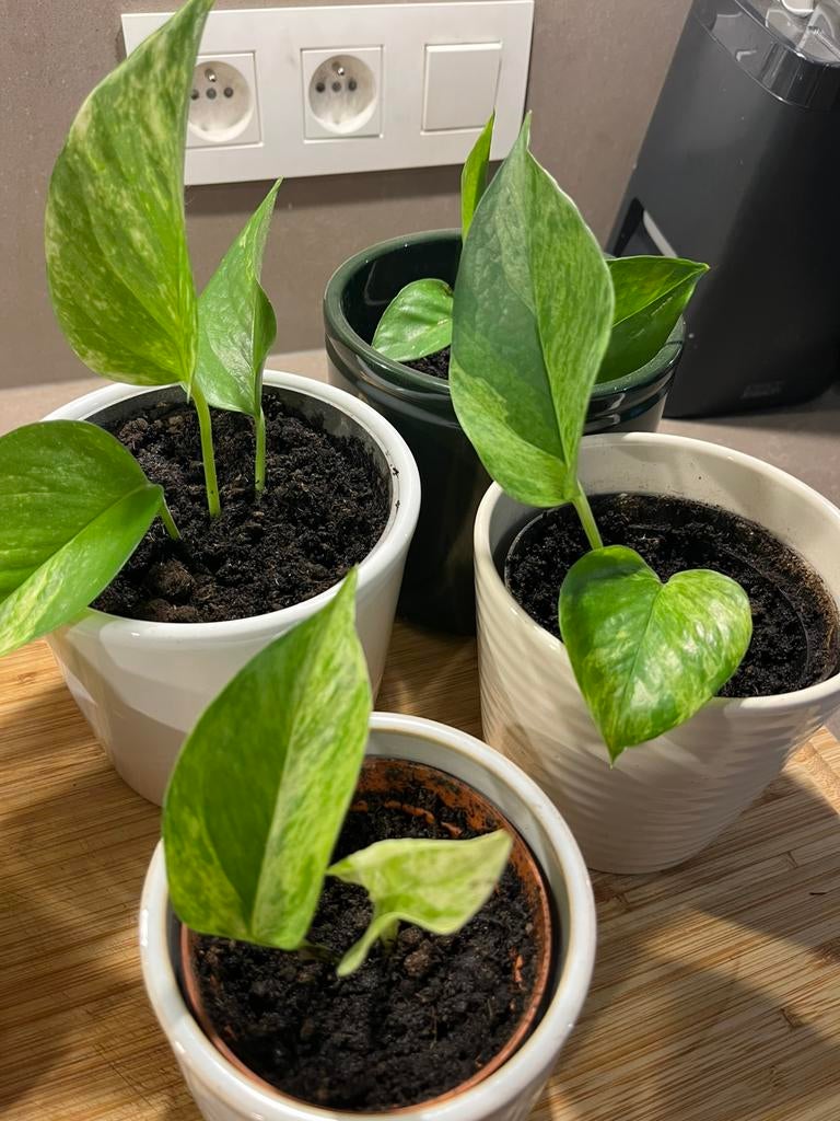 Stek Golden pothos / Epiremnum Aureum / Drakenklimop, Plante verte, Enlèvement, Plein soleil, Moins de 100 cm