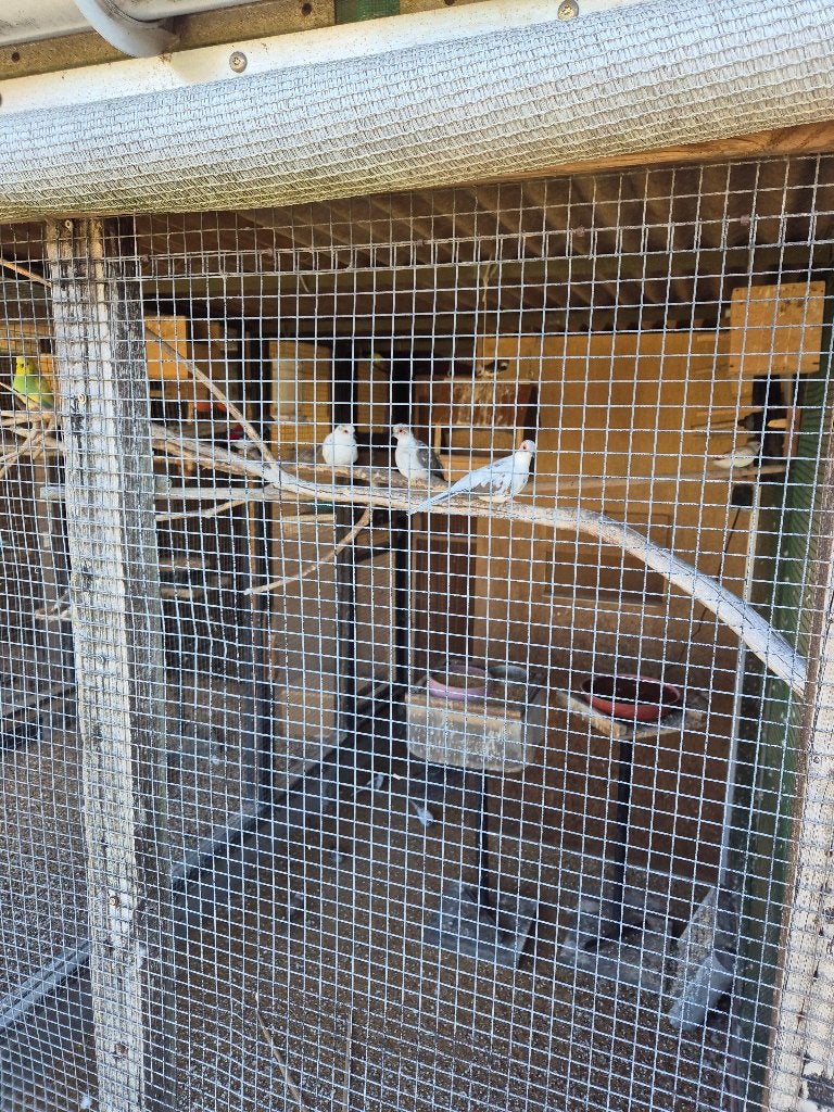 Diamantduifjes, Animaux & Accessoires, Oiseaux | Pigeons, Plusieurs animaux, Autres espèces