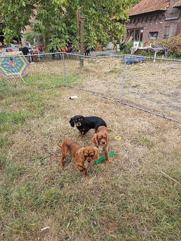 cavalier king charles pups april 26, België, Overige rassen, CDV (hondenziekte), 8 tot 15 weken