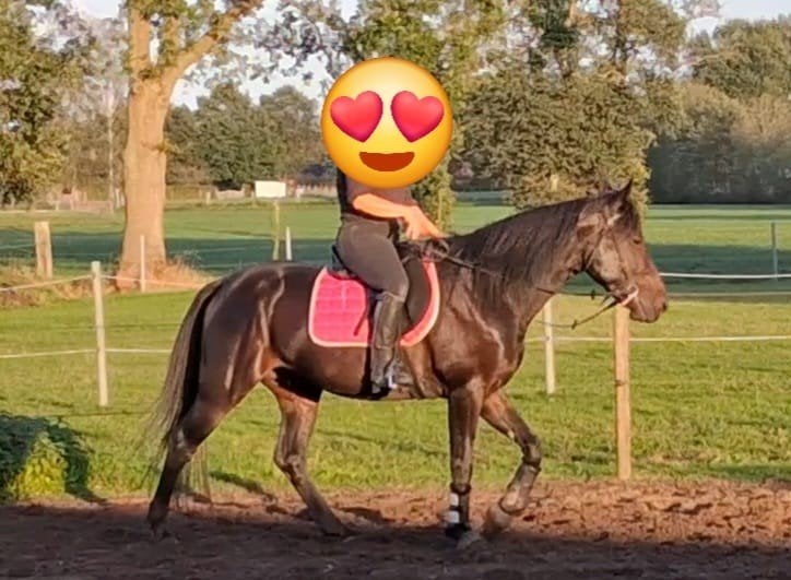 heel braaf rijpaard, Moins de 160 cm, Cheval de récréation, 3 à 6 ans