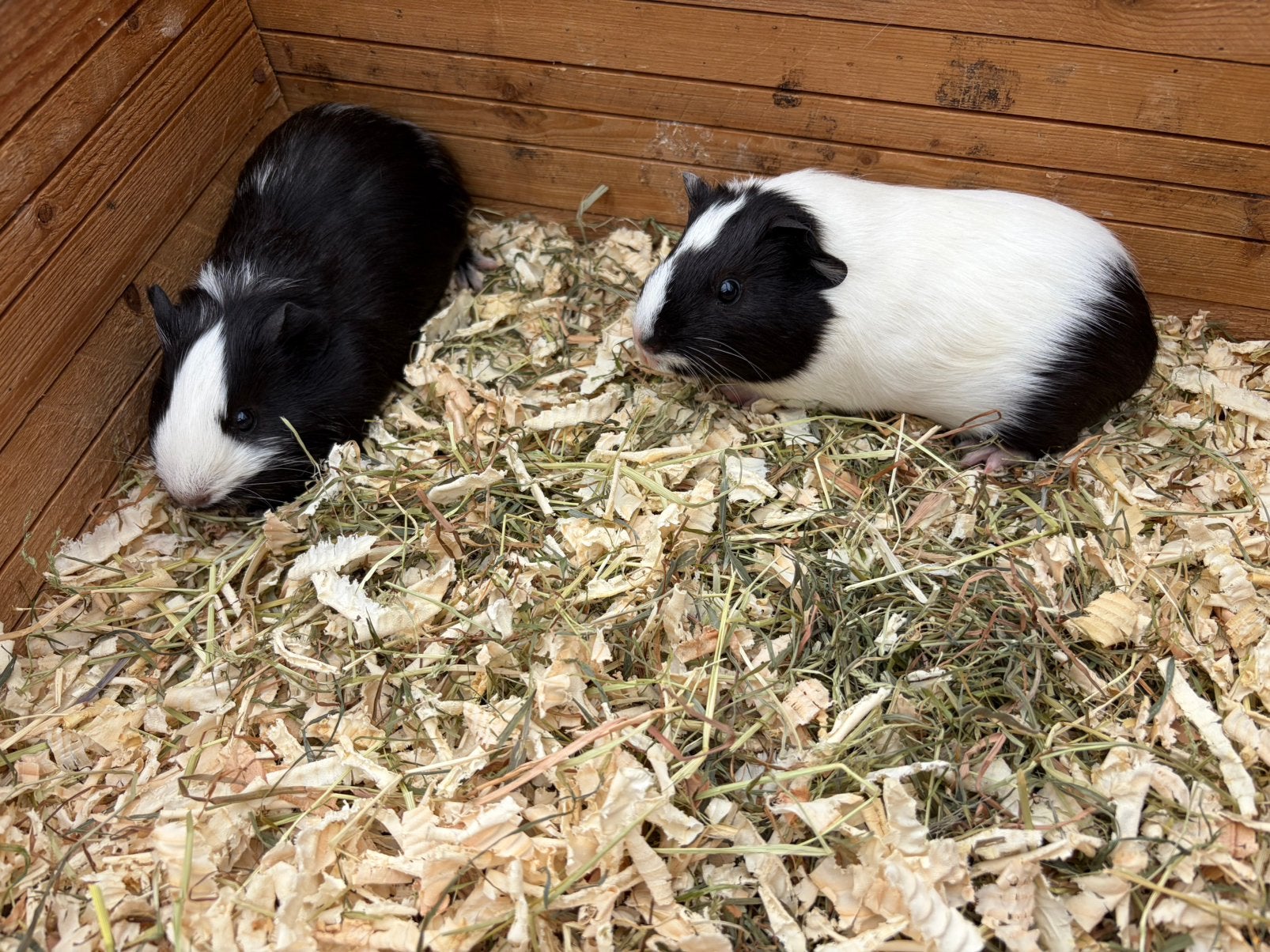 2 jonge cavia zeugen, halftam, Animaux & Accessoires, Rongeurs, Avril, Femelle, Cobaye