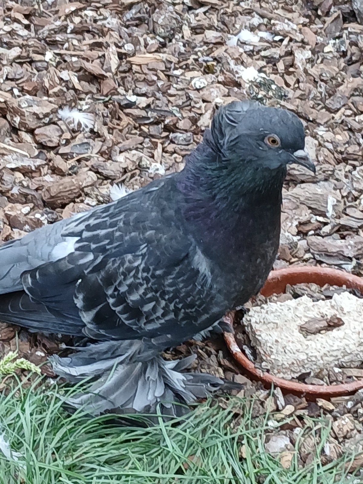 hongaarse teuzenduif, Dieren en Toebehoren