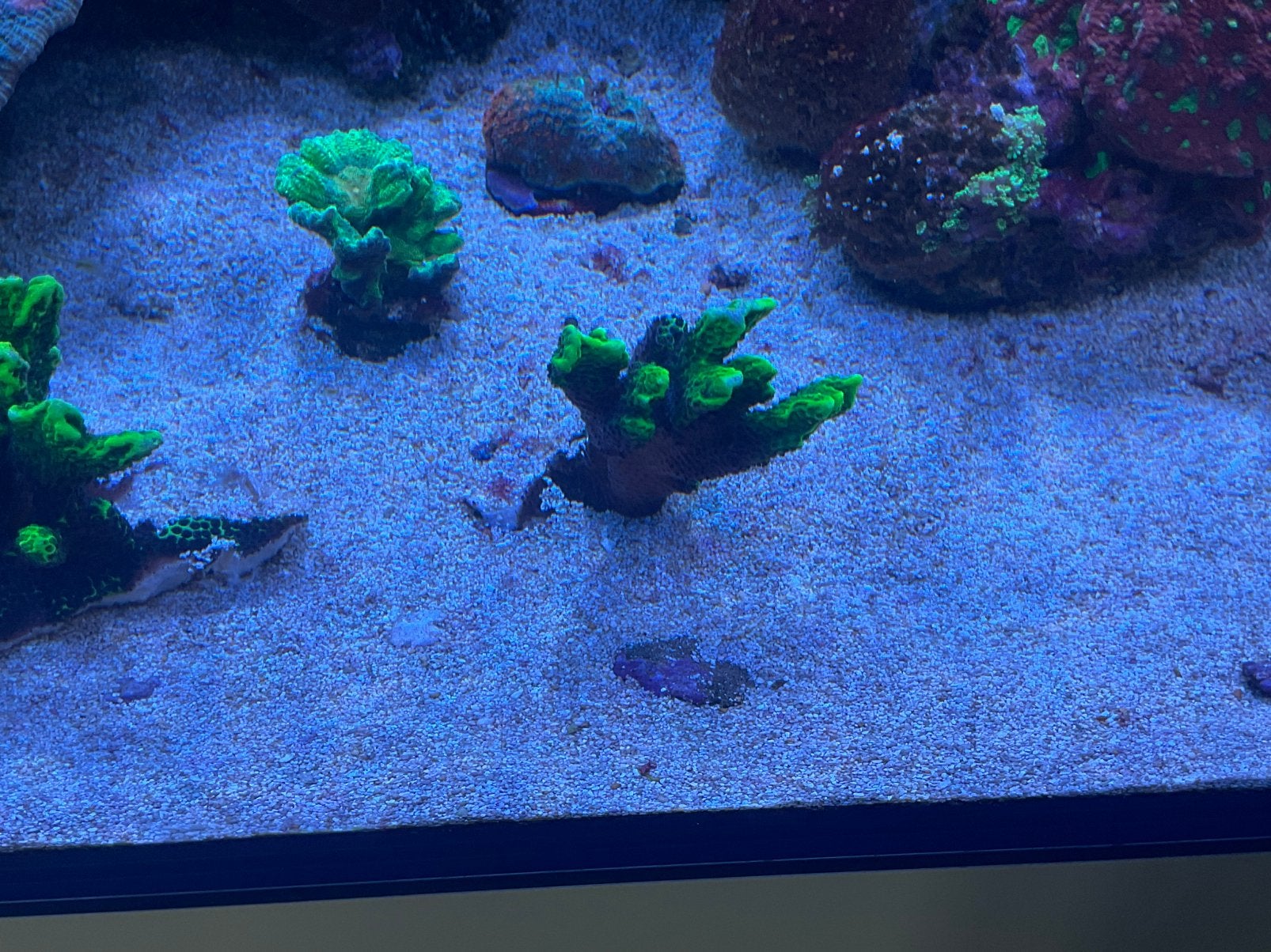 Koraal montipora confusa