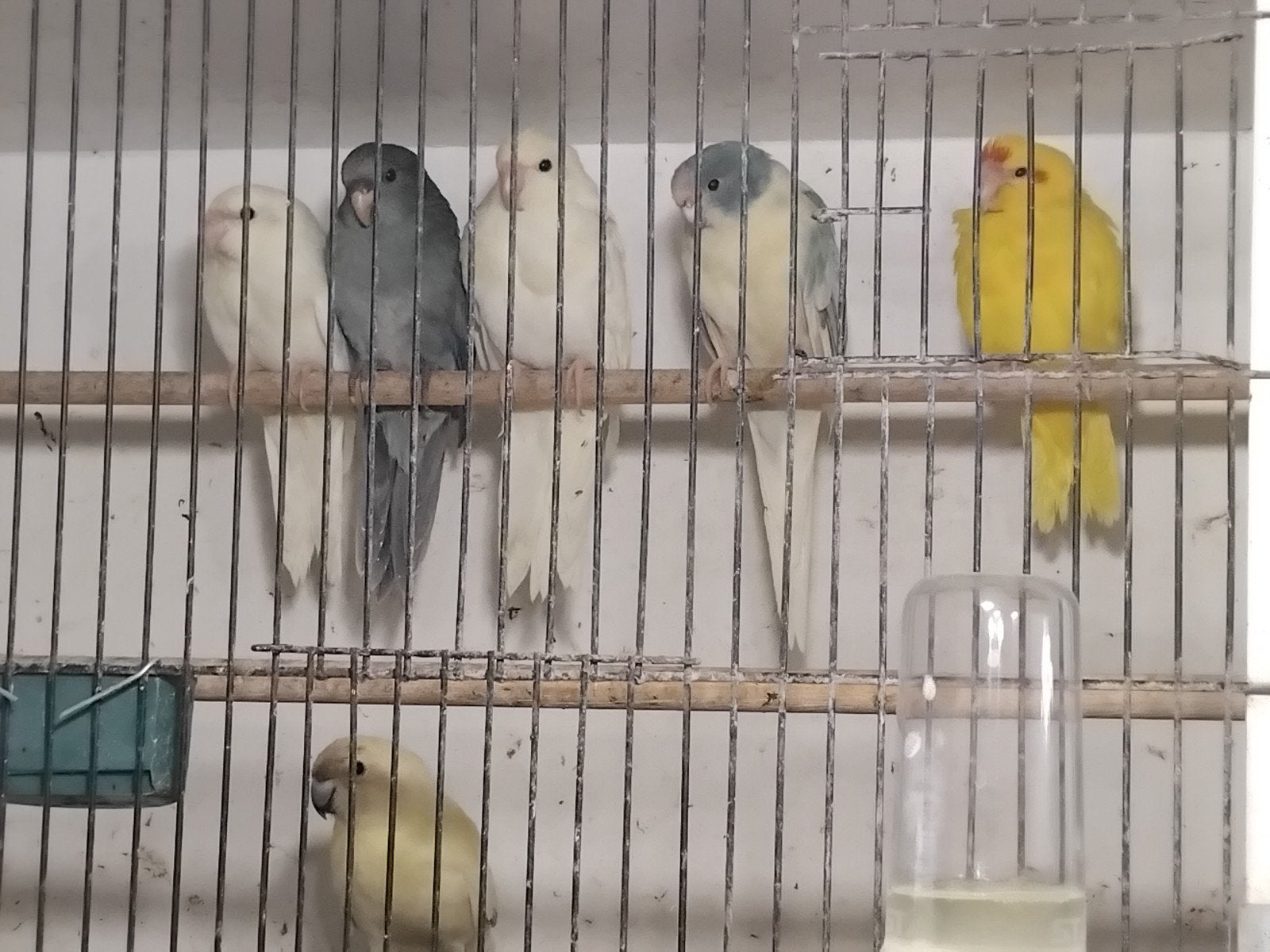 stopzetting kakariki´s 8 kweekkoppels, Dieren en Toebehoren