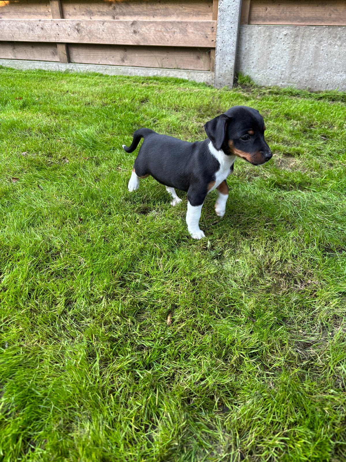 Lieve kortpotige jack russel pups uit geteste ouders, Maladie de Carré (chiens), 8 à 15 semaines, Plusieurs, Éleveur | Loisir
