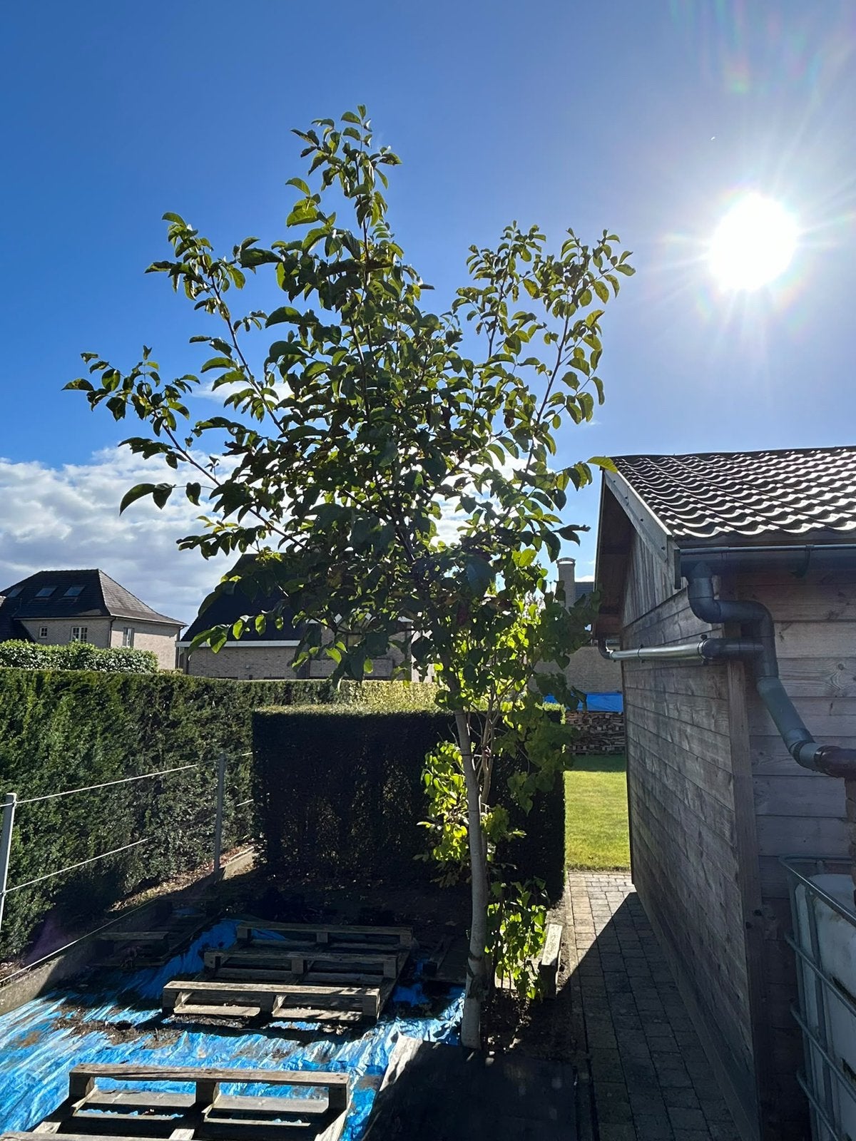 Notenboom te koop - gereserveerd, Tuin en Terras, Ophalen