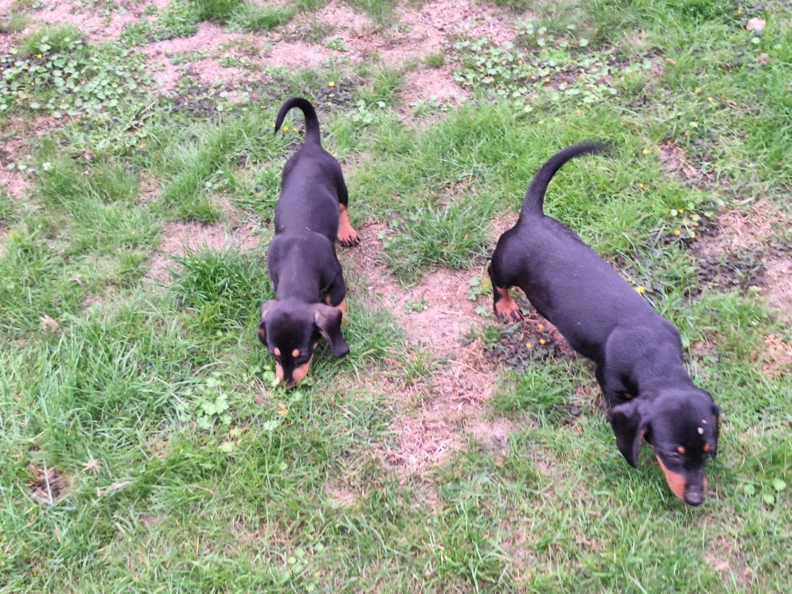 Dwergteckel puppy's, Dieren en Toebehoren, België, 8 tot 15 weken, Korthaar, Dwerg