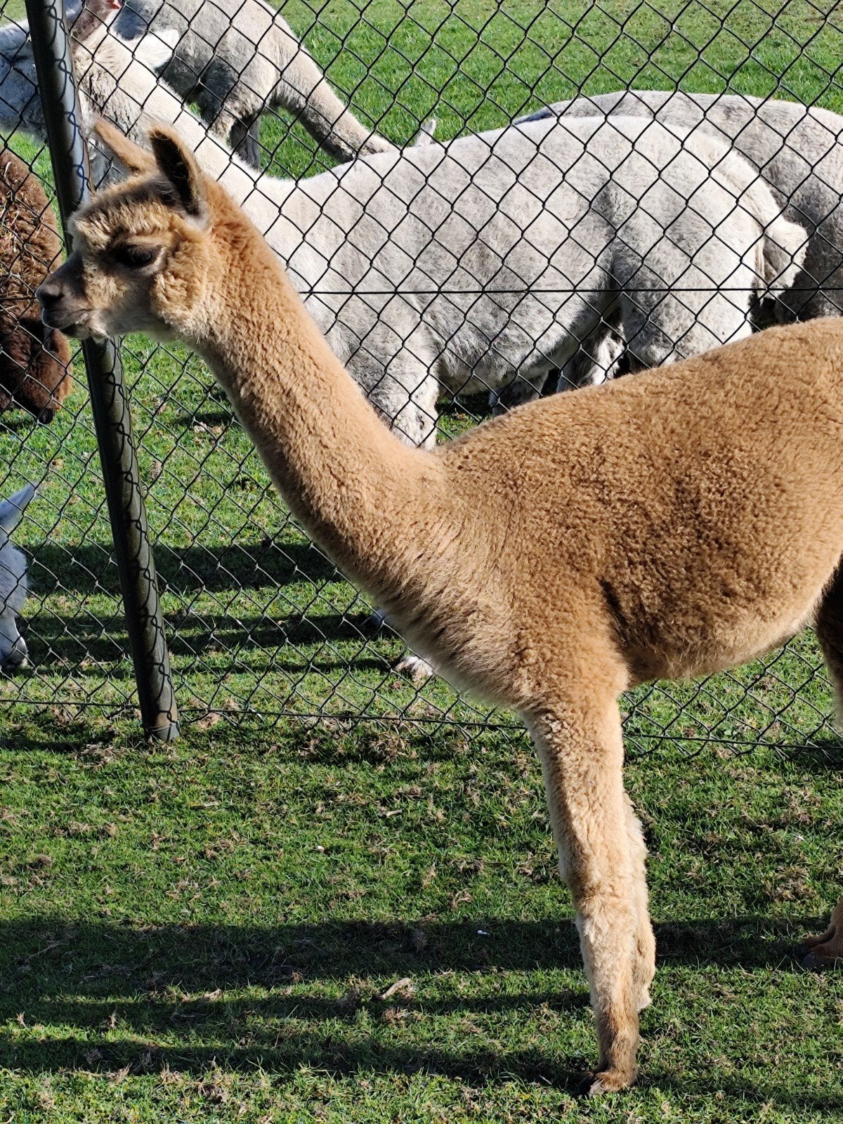 Prachtige alpaca merries 2025, Dieren en Toebehoren, Juni, Meerdere dieren
