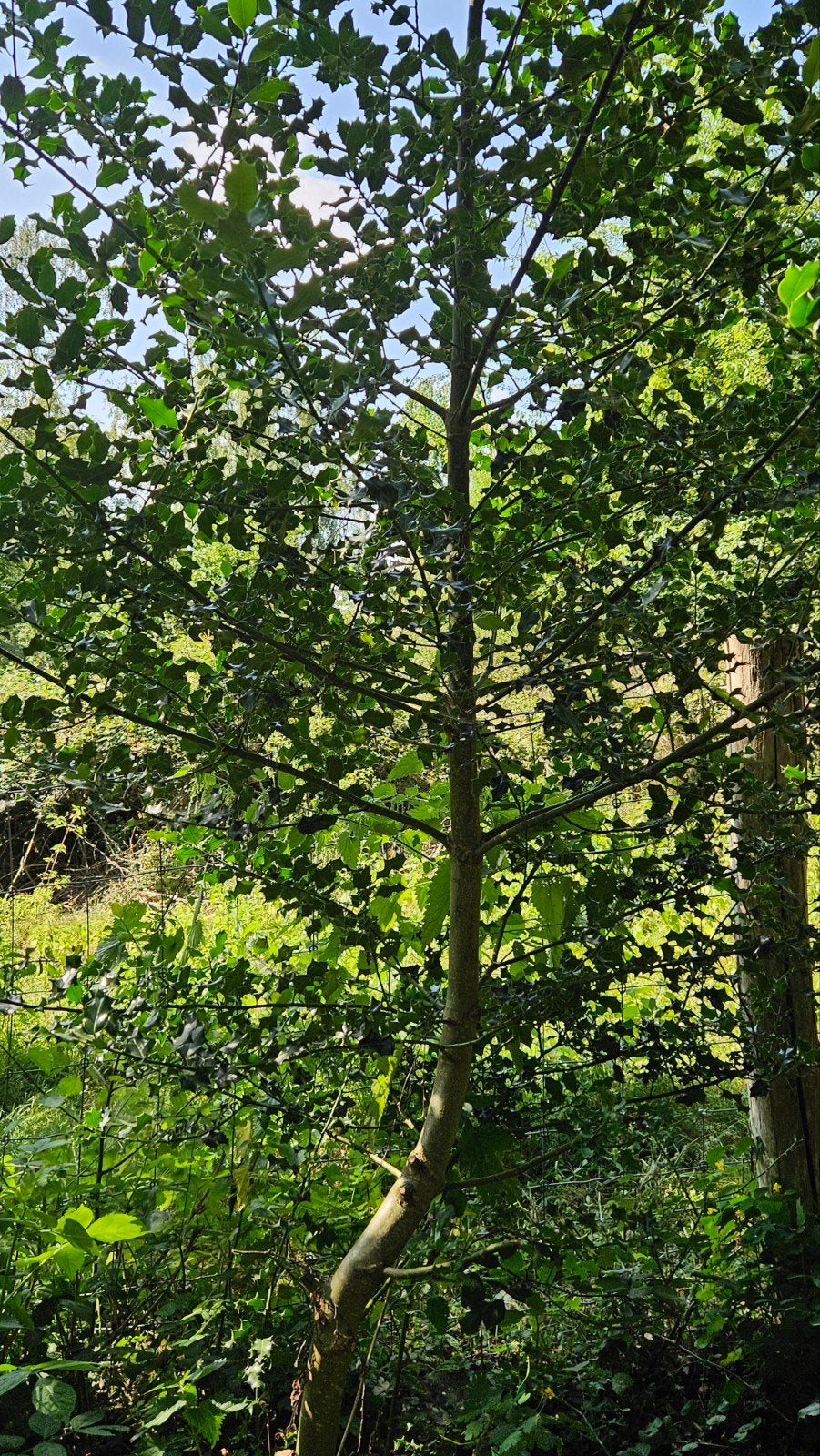 Houx gratuit, Jardin & Terrasse, Plantes | Arbres, Enlèvement