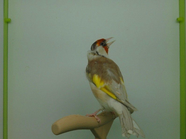 Chardonneret phaeo couple 2025, Animaux & Accessoires, Plusieurs animaux, Oiseau chanteur sauvage, Bagué