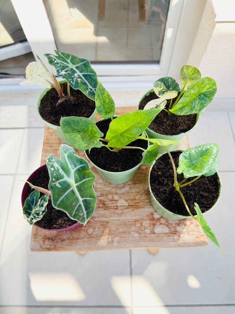Alocasia: amazonica pink/scalprum/sinuata aurea, Autres espèces, En pot, Plante à fleurs, Enlèvement