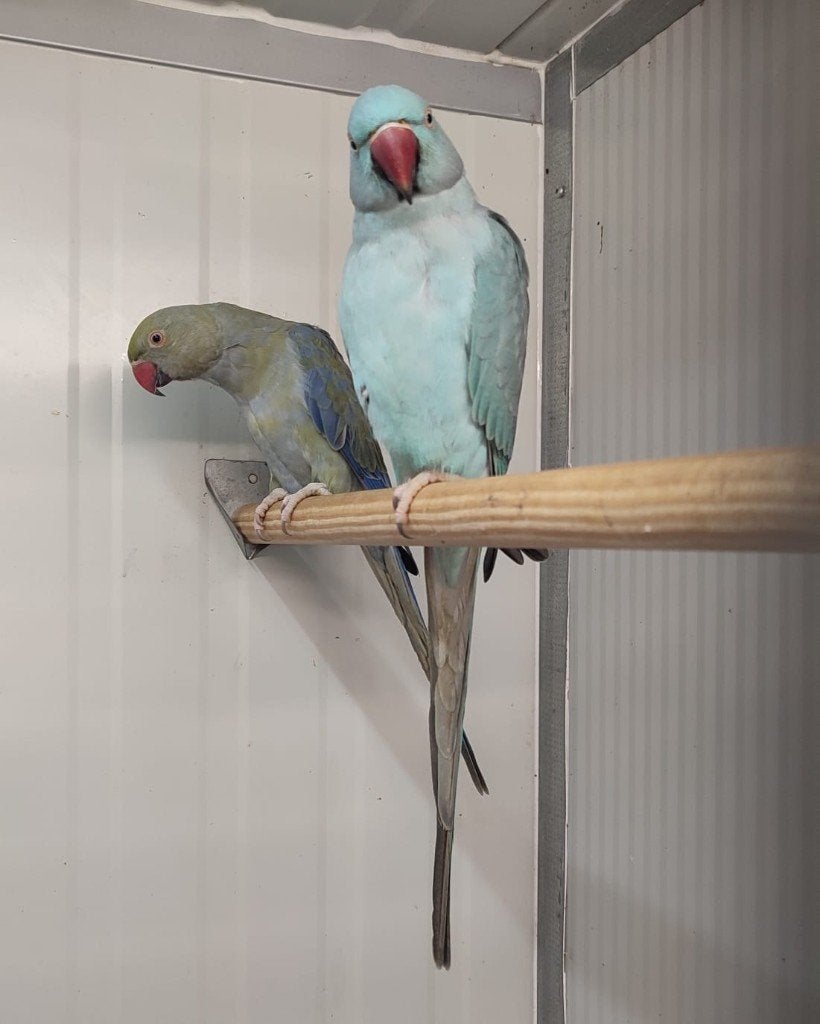 magnifiques colliers pour couples reproducteurs, Plusieurs animaux, Perruche, Bagué