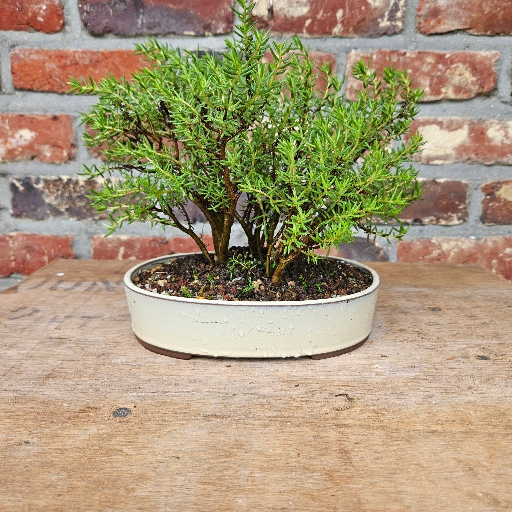 Crassula sarcocaulis voor Bonsai, Enlèvement