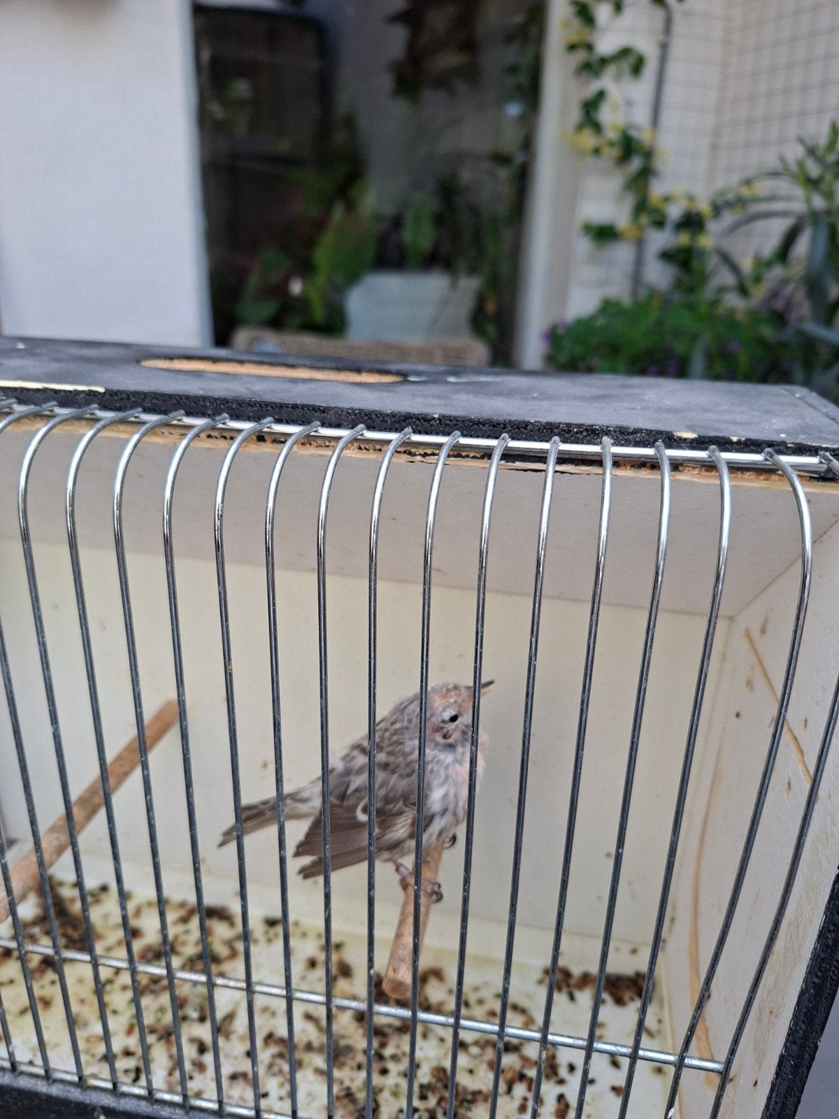 Barmsijs,bruin met rood,jaar 25,mag weg