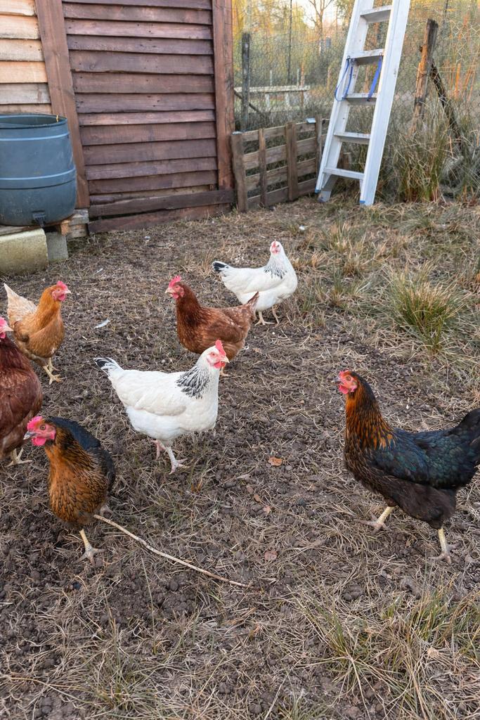 Broedeieren kippen – ISA Brown/Sussex /Harco mix ( kruising), Dieren en Toebehoren