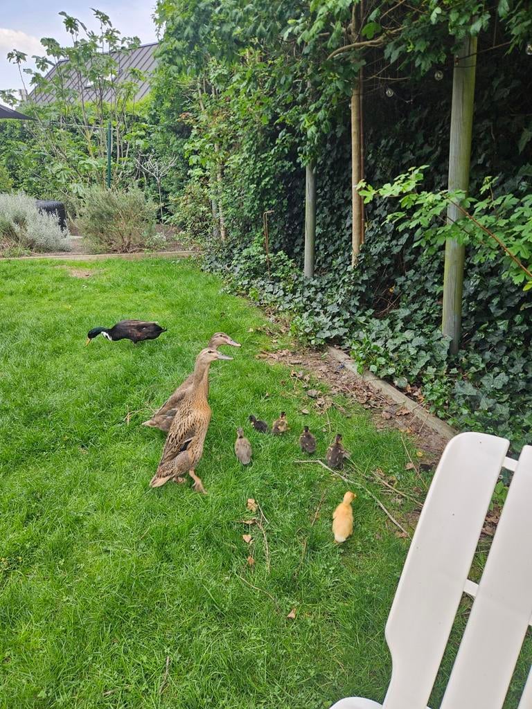 Indische loopeend kuikens, Dieren en Toebehoren