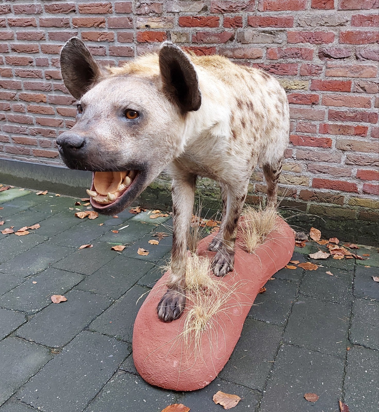 opgezette hyena taxidermie afrika schedel jacht curiosa, Verzamelen, Ophalen, Wild dier, Opgezet dier