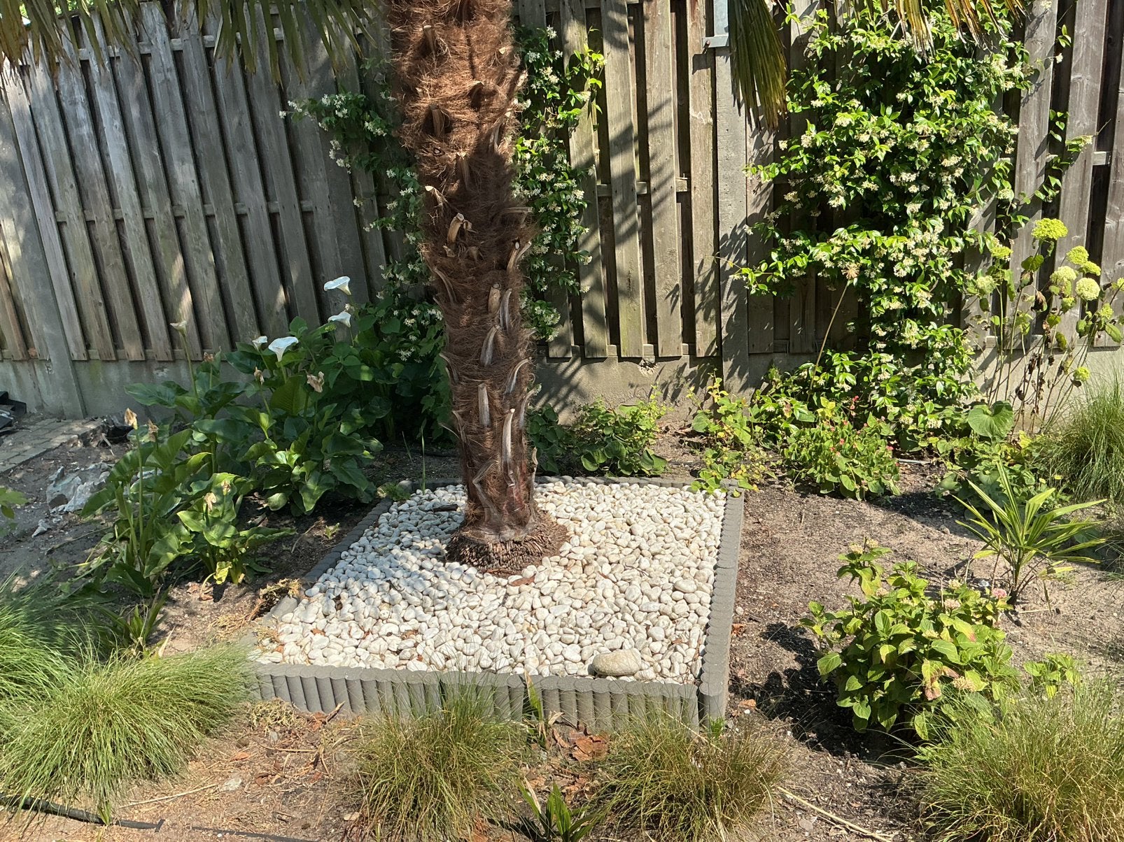 Grote palmboom, Enlèvement, Comme neuf