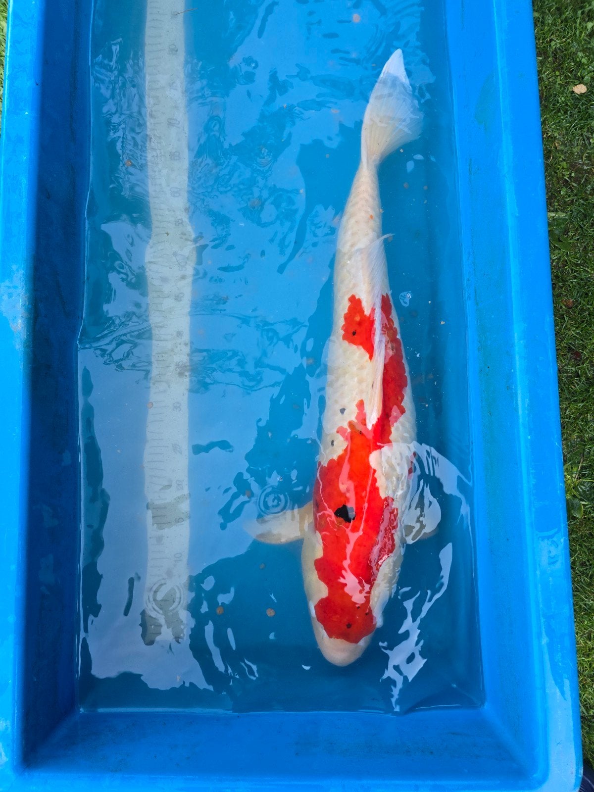 Zeer mooie en grote Sanke 75-80cm
