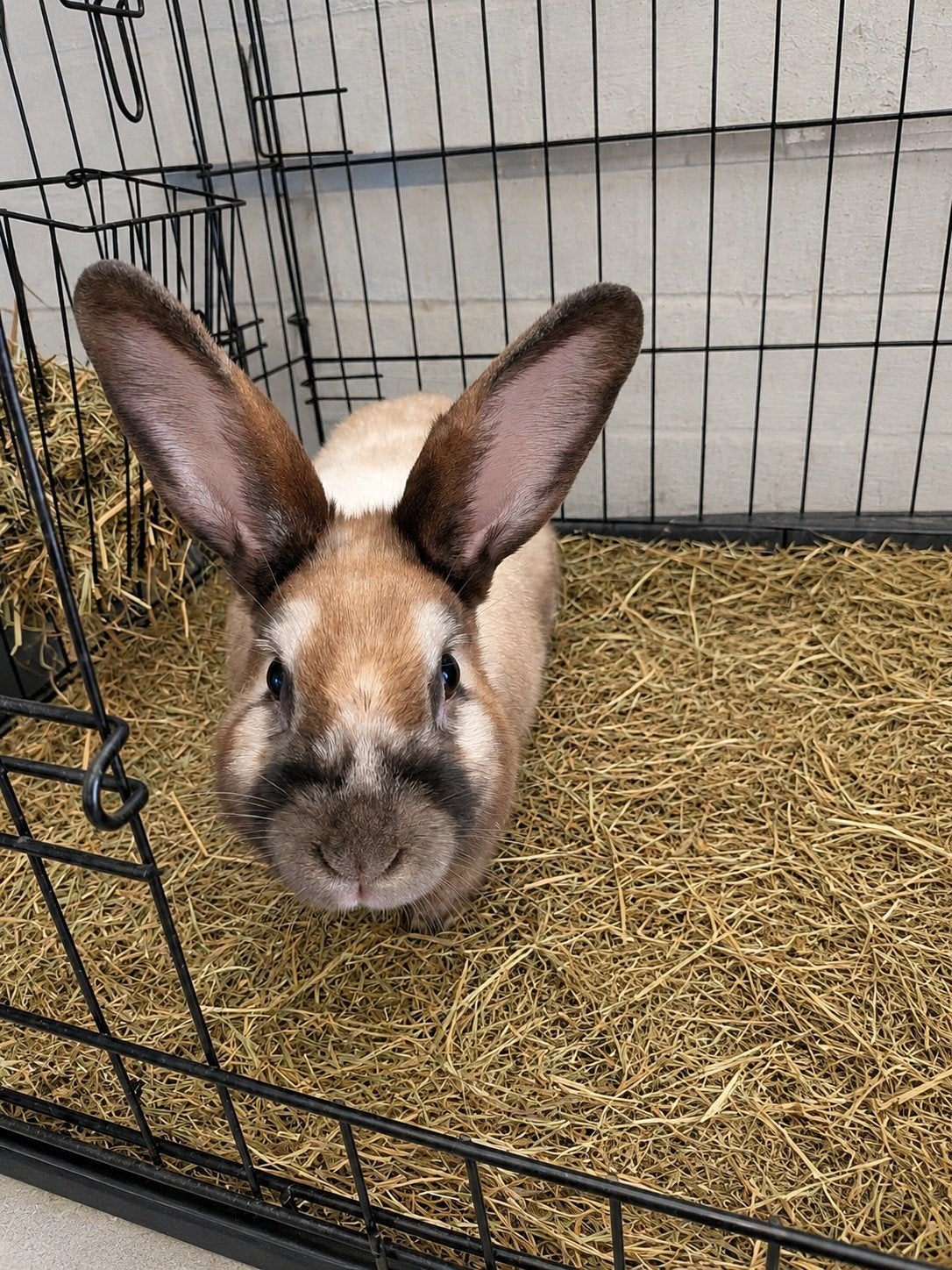 sallander konijn rammelaar, Dieren en Toebehoren