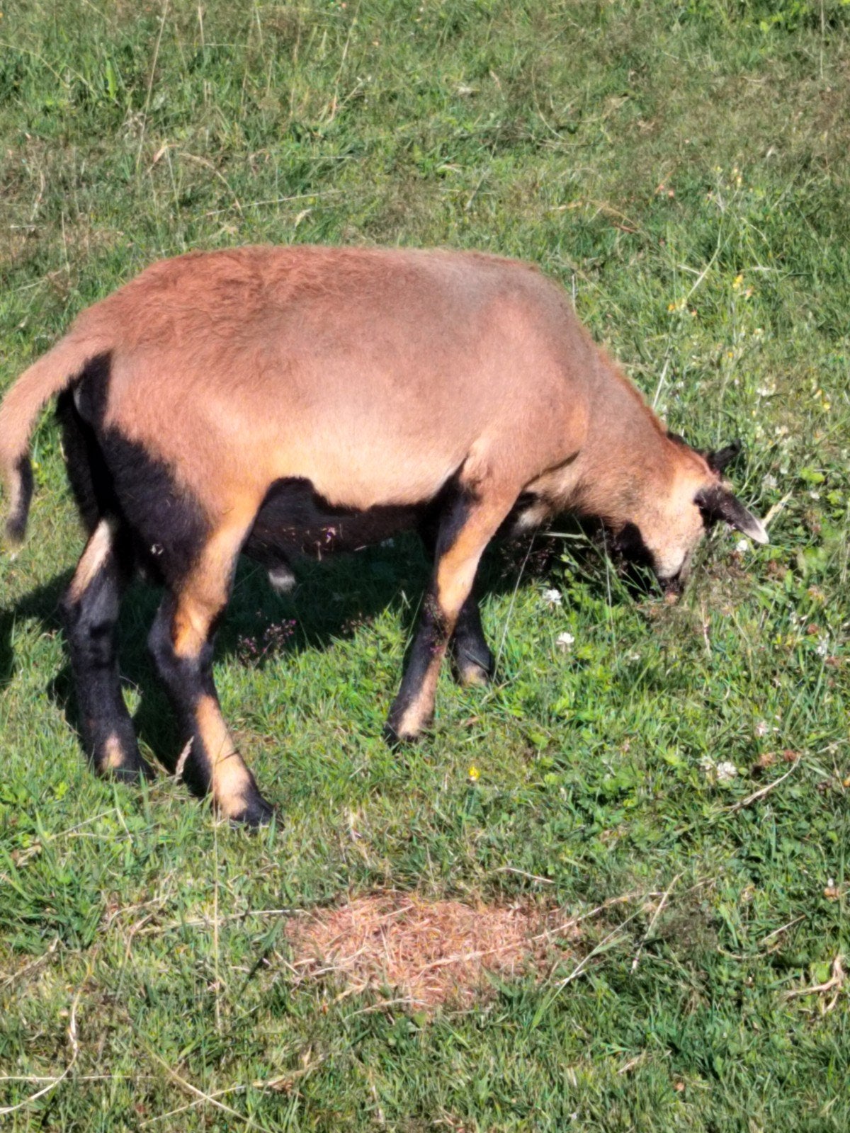 Kameroen schapen., Animaux & Accessoires