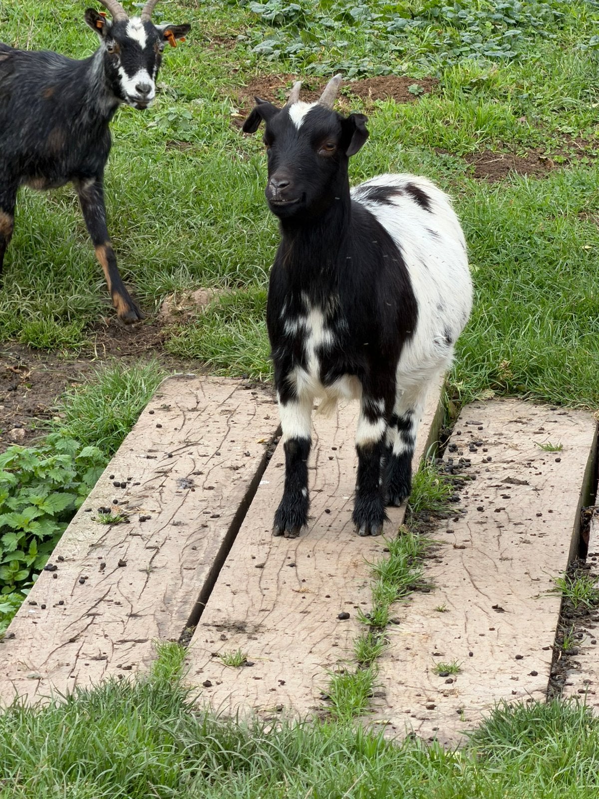 A vendre chevre et bouc non castre, Animaux & Accessoires, Plusieurs animaux, Chèvre, 0 à 2 ans