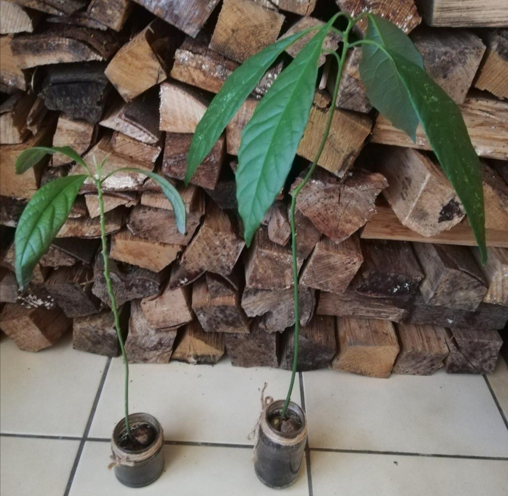 Echange ou vend avocatier 51 et 42 cm, Enlèvement, En pot, Ombre partielle, Moins de 100 cm