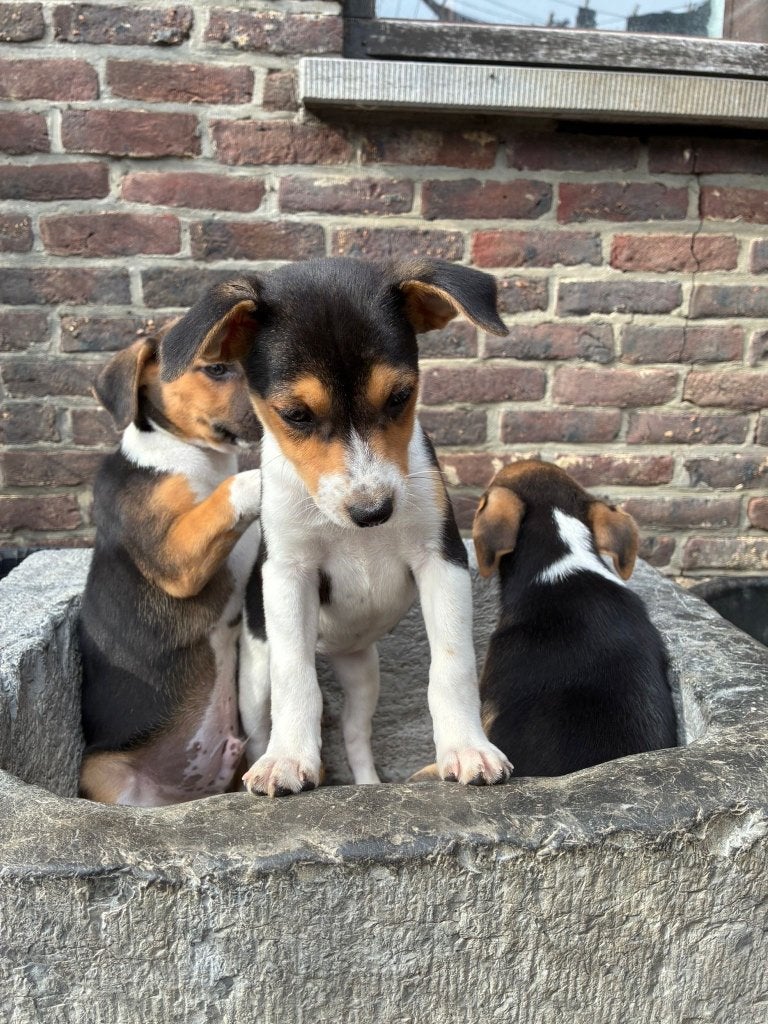 Boerenfox pups, Dieren en Toebehoren, Honden | Jack Russells en Terriërs, België, Fokker | Hobbymatig, Overige rassen, 8 tot 15 weken