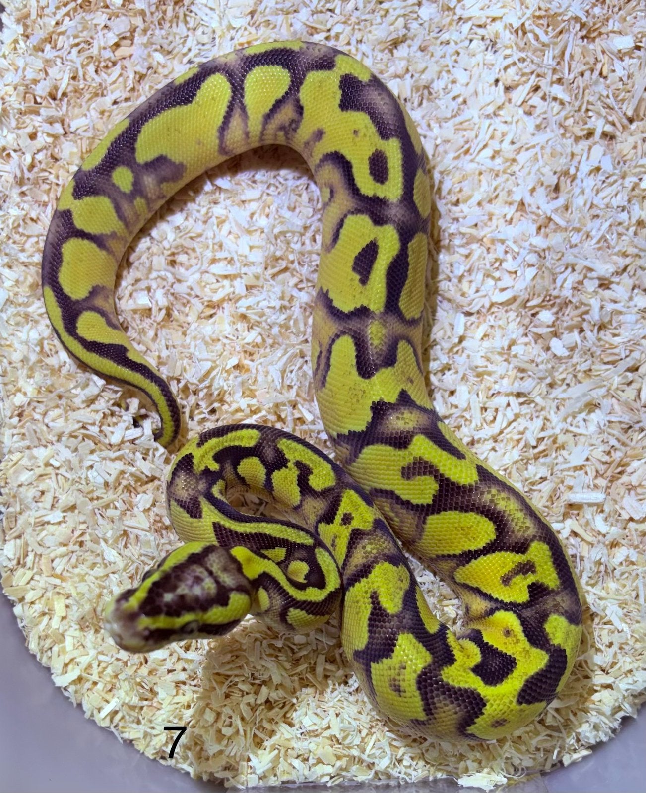 Python regius Enchi Vanilla Pastel YB