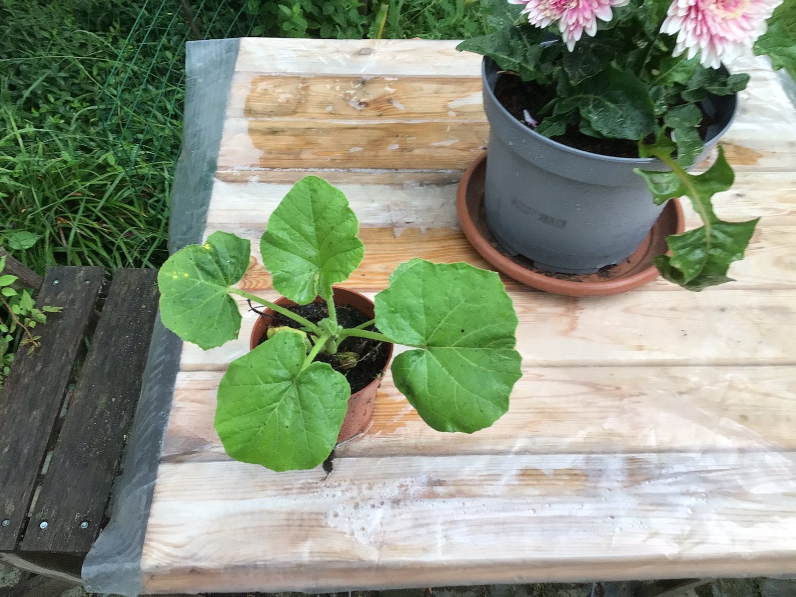Dikke pompoen planten, Ophalen, Zo goed als nieuw