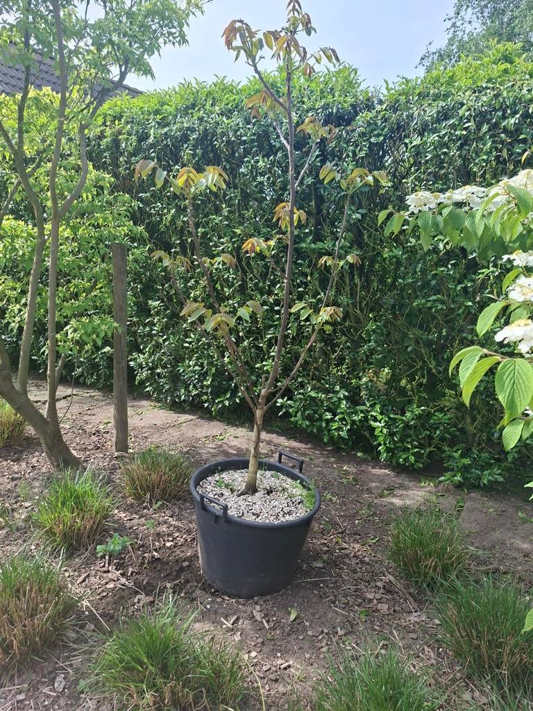 Notenboom in kweekpot, Tuin en Terras, Ophalen