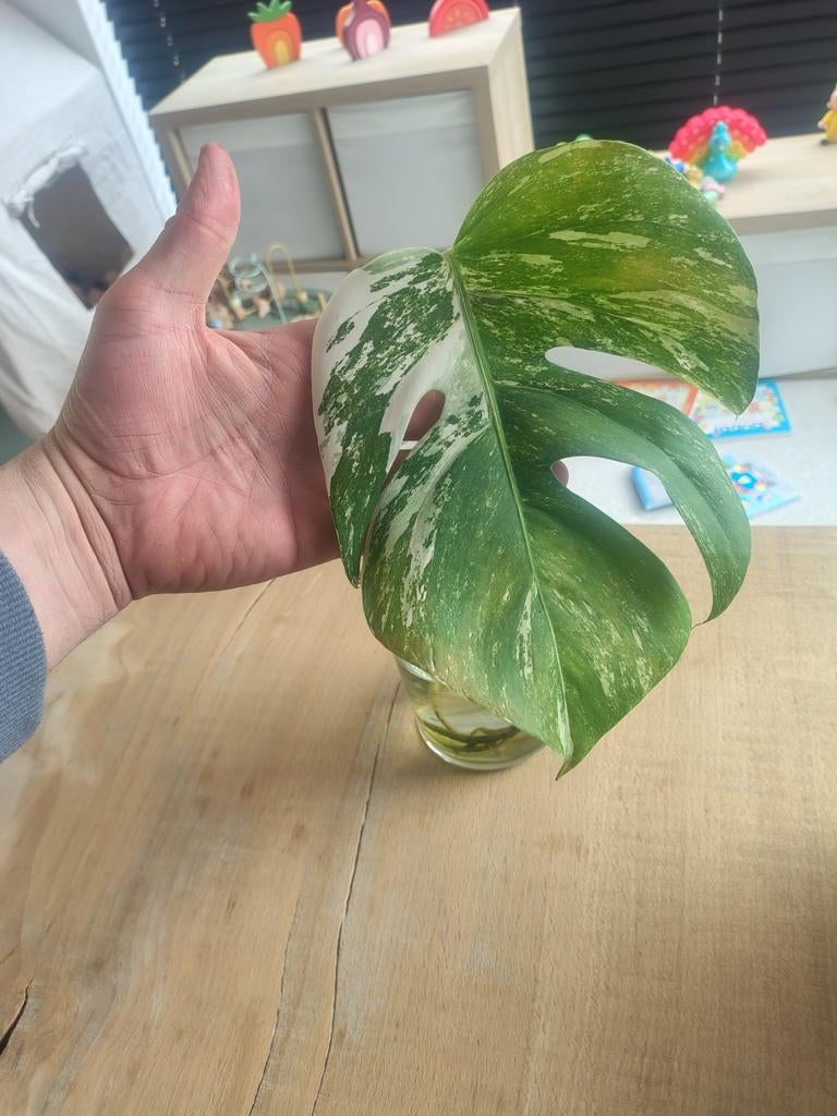 Monstera variegata, Enlèvement