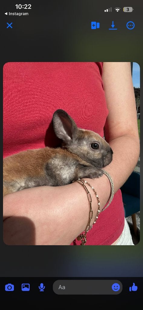 Lapin à vendre, Diversen, Pasen, Ophalen, Nieuw