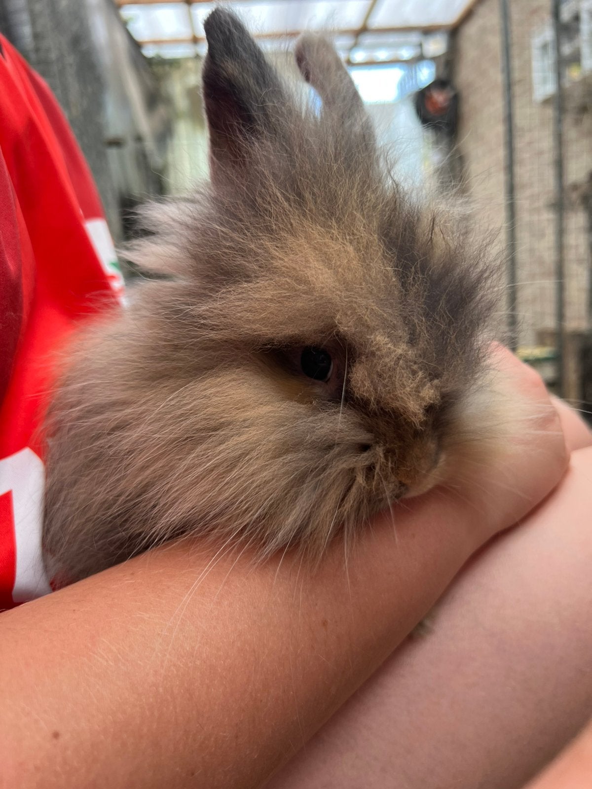 🐰🐰Super lieve Angora baby konijntjes van 8 weken