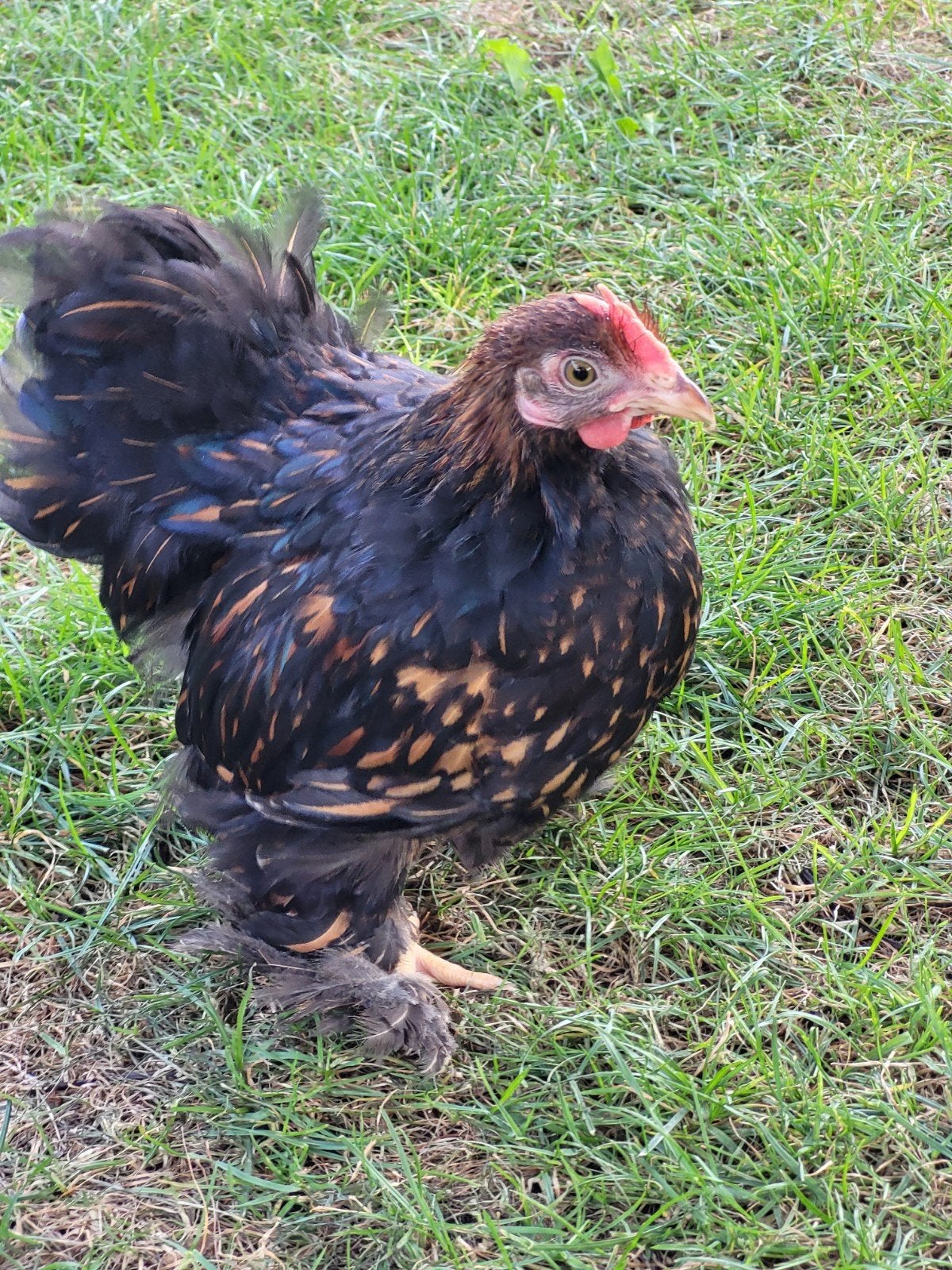 Lief cochin kriel haantje, Dieren en Toebehoren, Pluimvee, Mannelijk