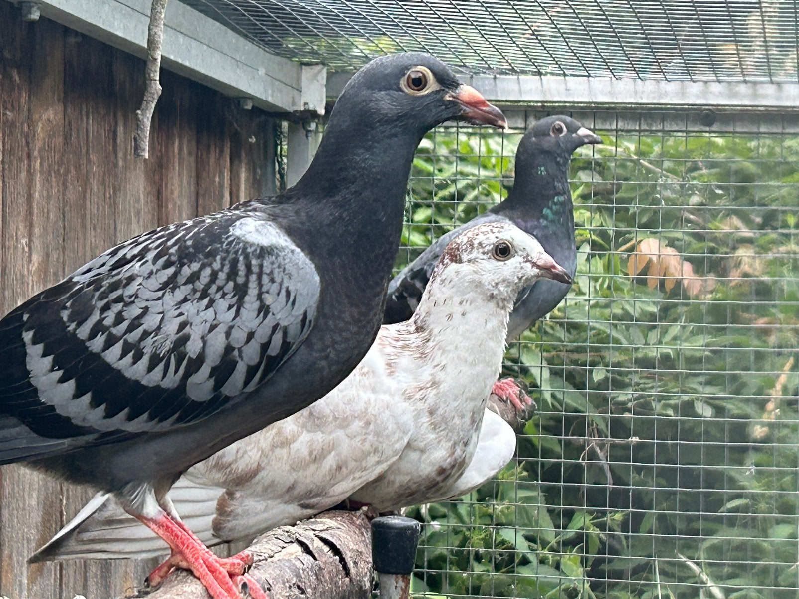 Reisduiven, Meerdere dieren, Postduif