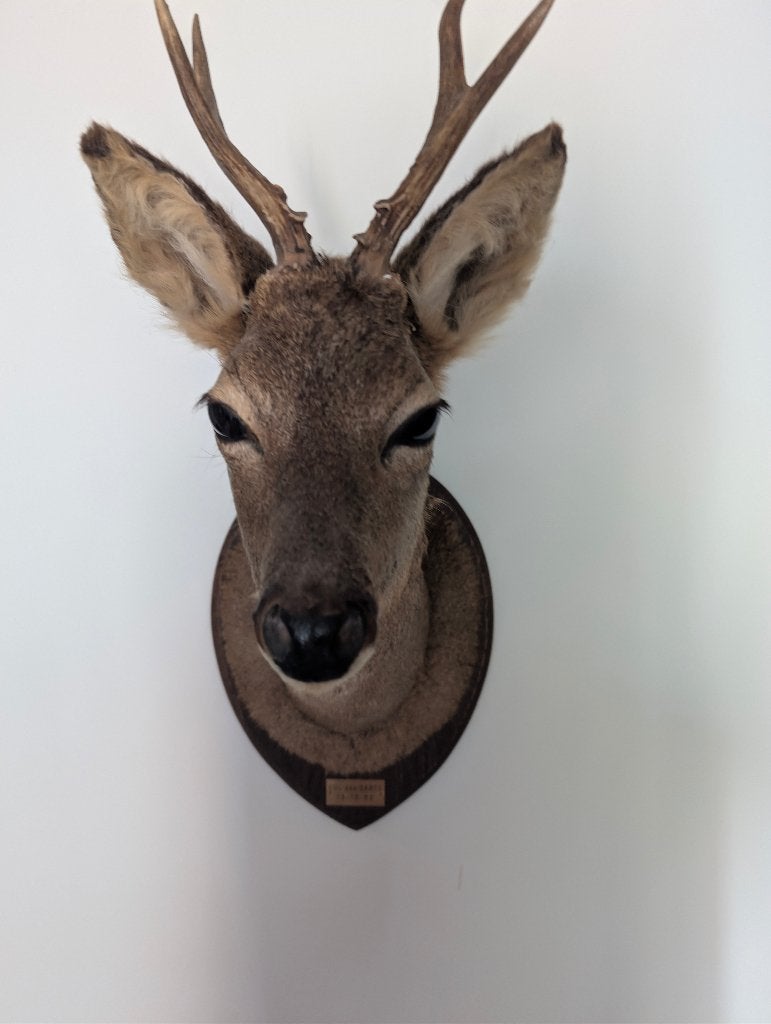 Tête de brocard empaillée sur écusson – Taxidermie, Enlèvement