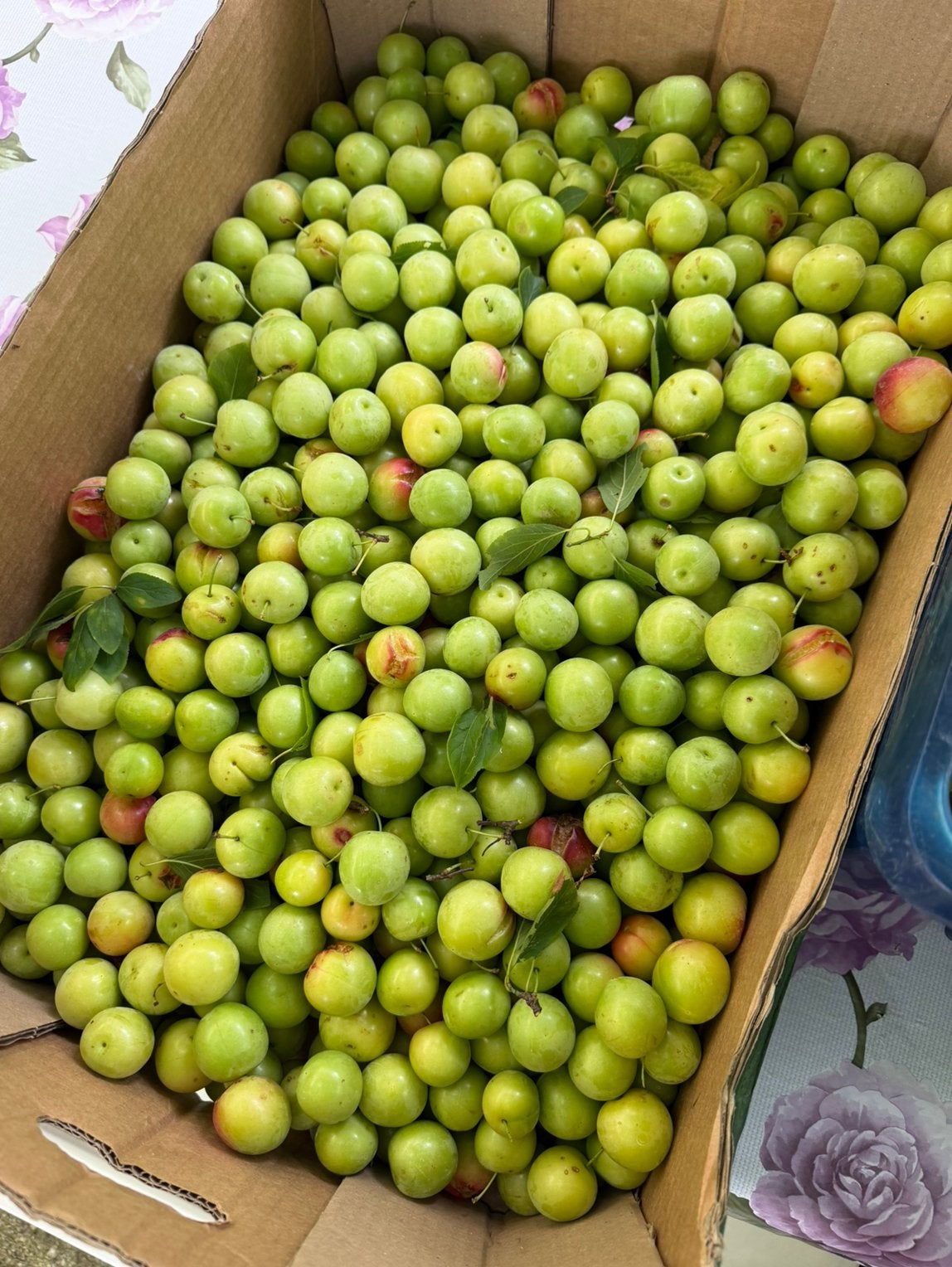 Verse groene pruimen, Tuin en Terras, Planten | Fruitbomen, Pruimenboom, Ophalen