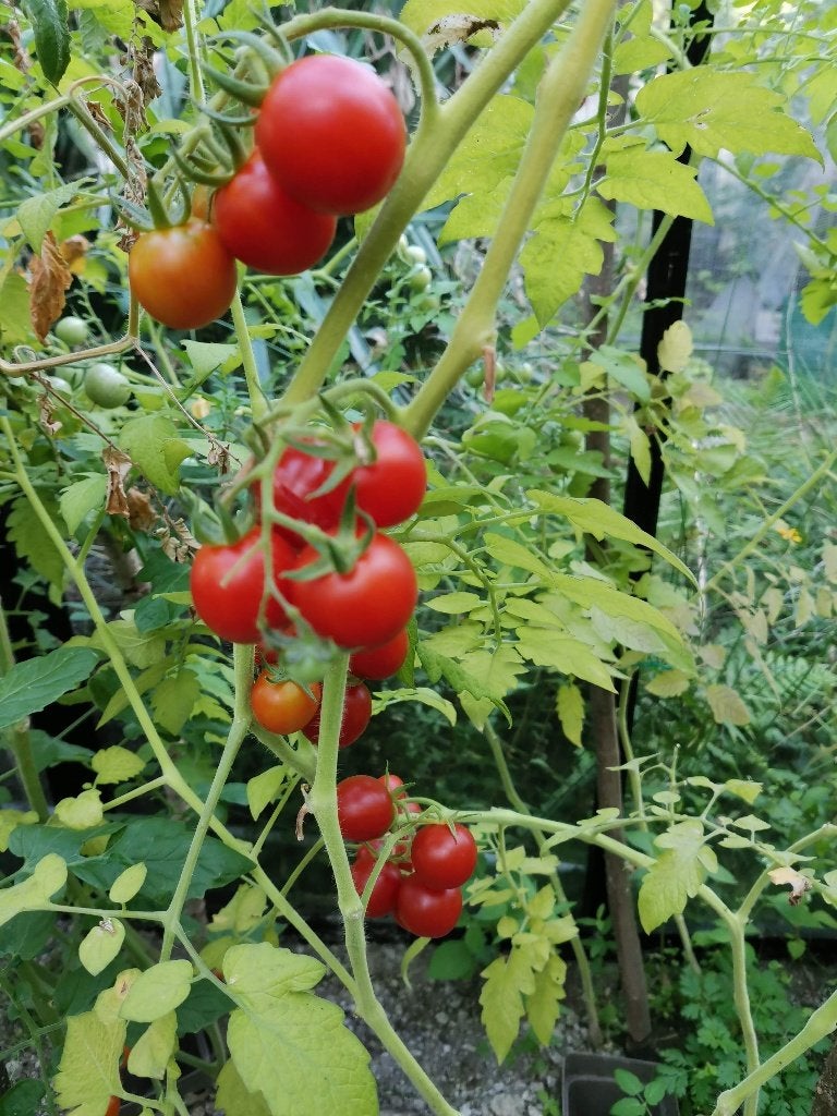 5 graines de tomates cerises Gardeners Delight - biologique, Envoi, Printemps, Graine
